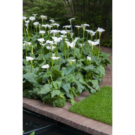 Bloomique - Zantedeschia Aethiopica - Arum blanc - Plantes de bassin - Résistante au gel - Hauteur 10-20 cm - Pot 9 cm