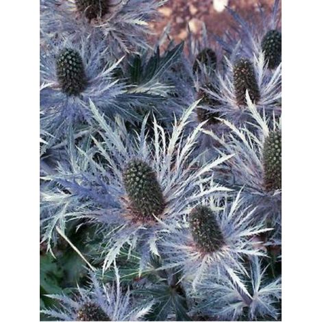 Chardon bleu des Alpes, Panicaut 'Blue Star' Godet de 8/9 cm (1/2)