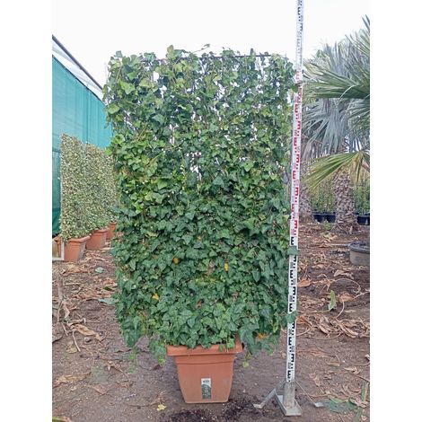 Lierre Hedera Hibernica Espalier H 200 cm Pot 40 cm Grande Feuille (1/4)