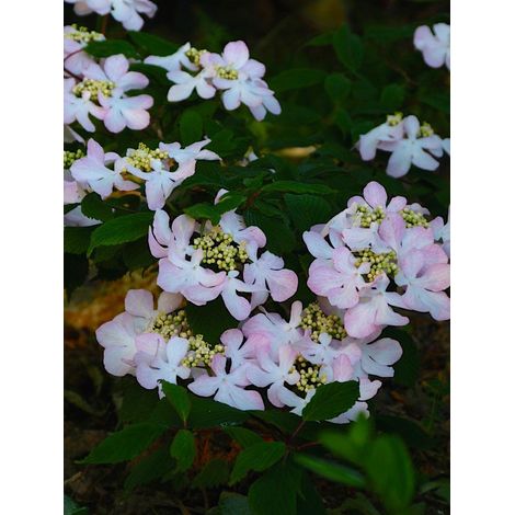 Viorne 'Molly Schroeder' Pot de 7,5L/10L