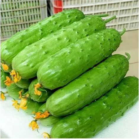 200 pièces Graines Concombre Fruit Jardin – Semences Potager, Légumes Fruits, Facile à Cultiver et Haute Productivité (1/5)