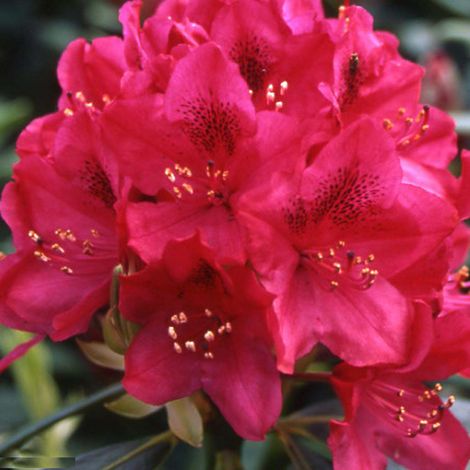 Rhododendron Inkarho 'Nova Zembla' Pot de 4L/5L (1/2)