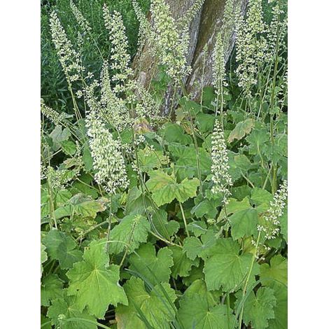 Heuchère villosa var macrorrhiza Godet de 8/9 cm (1/3)
