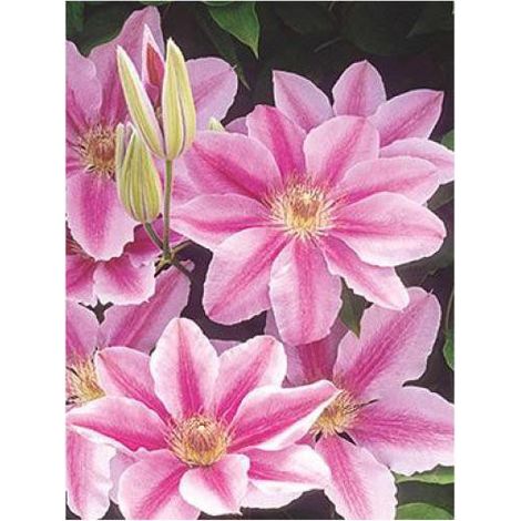 Clématite 'Bee's Jubilée' Pot de 2L/3L