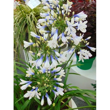 Agapanthe 'Twister' Godet de 8/9 cm