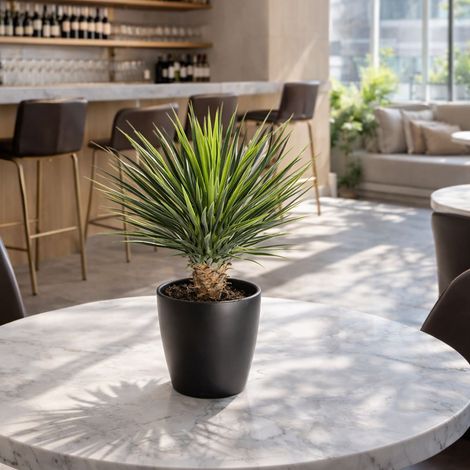 75cm Artificial Dracaena Plant Premium (1/2)