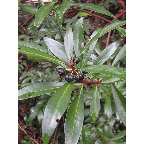 Poivre de Tasmanie 'Red Spice' Pot de 2L/3L (1/2)