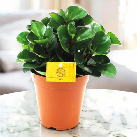 Gardenaria Peperomia obtusifolia 'Burning bush' - Pianta da interno ornamentale - Altezza: 25 cm (vaso 15) (1/5)