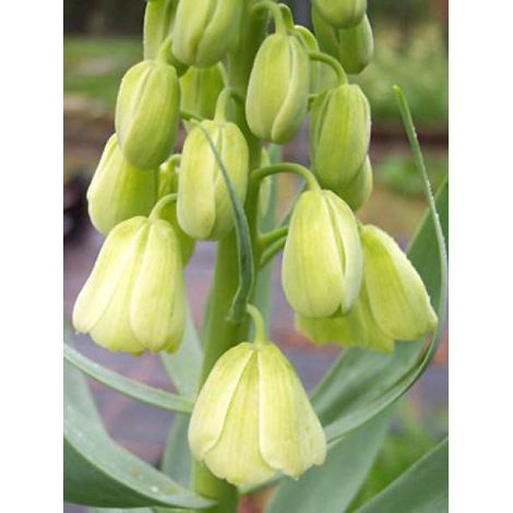 Fritillaire de Perse 'Ivory Bells' Bulbe calibre I (1/3)