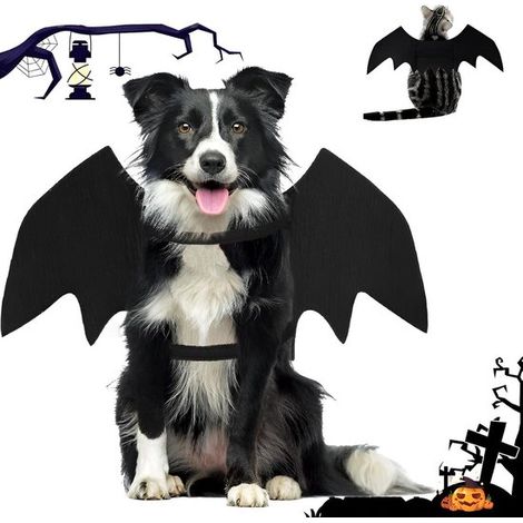 Costume de chauve-souris pour chien et chat, ailes noires pour animaux, déguisement créatif pour Halloween, Noël, fêtes et événements (1/5)