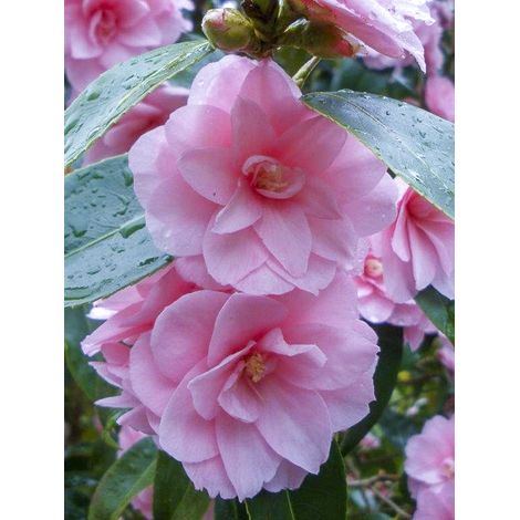 Camélia 'Spring Festival' Pot de 3L/4L (1/2)
