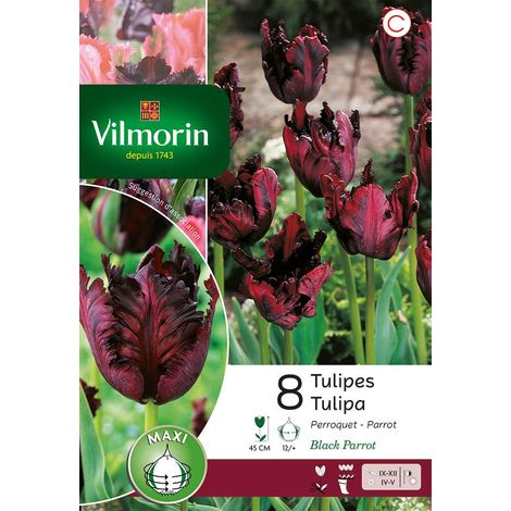 Vilmorin Tulipe Black Parrot (x8) (1/3)