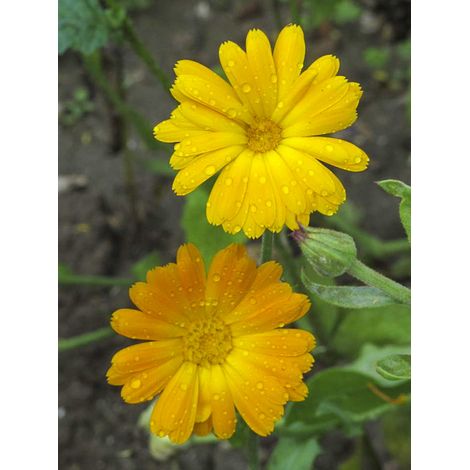 Souci des jardins officinalis le sachet de 300 graines (2,5g) (1/2)