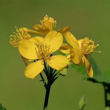 4 x Chélidoine - Chelidonium majus  - godet 9x9 cm (1/4)
