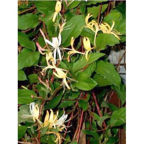 Chèvrefeuille du Japon 'Halliana' Pot de 2L/3L (1/4)