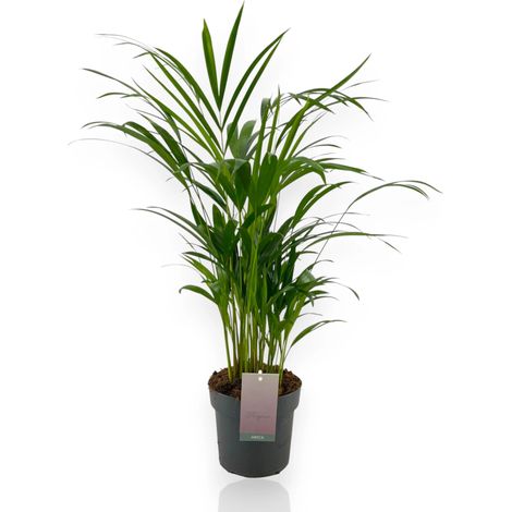 Gardenaria Areca - Dypsis lutescens - Pianta da interno ornamentale - Altezza: 110 cm (vaso 22) (1/5)