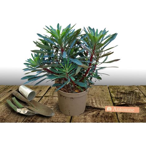 Euphorbe des bois Robbiae/Pot de 3L (1/4)