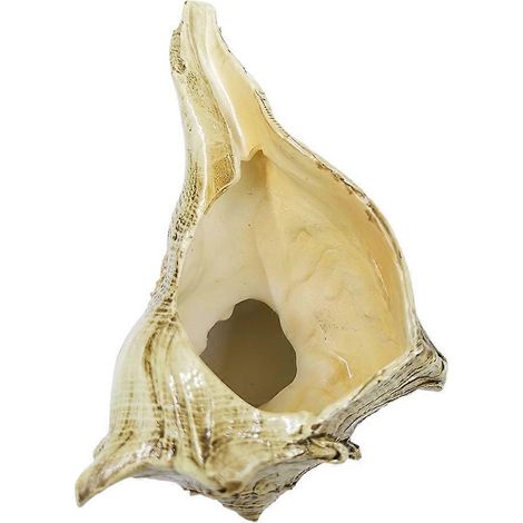 Pot de fleurs en résine en forme de coquillage, compatible avec la décoration, 1 pièce, couleurs assorties. (1/5)