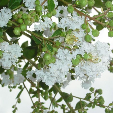 Lilas des Indes Neige d'été®/Pot de 10L (1/3)