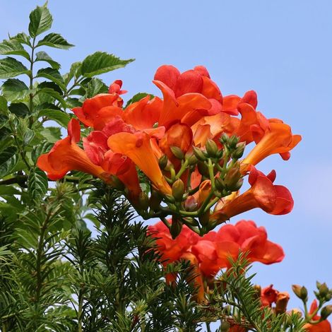 Bignonia "Campsis radicans" pianta in vaso ø18 cm h. 150/200 cm - Rossa "Stromboli"