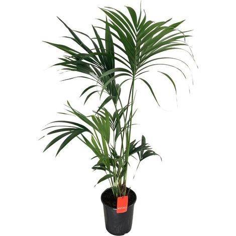 Howea Forsteriana Kentia Palm Plante d’intérieur feuillage tropical pot 24 cm hauteur 130 cm - PANGIVO (1/5)
