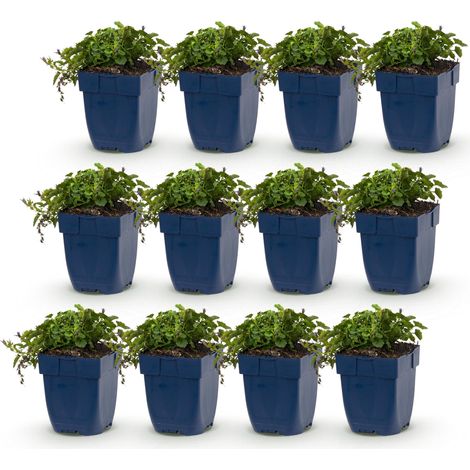 Campanule des Murs Stella Plante Vivace Couvre-sol Fleurs Violettes Lot de 12 Pots 11 cm - PANGIVO (1/5)