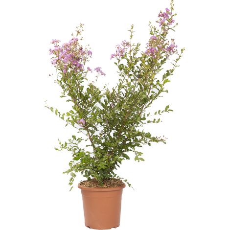 Lagestroemia Indica Viola - Piante da Esterno Vere Fiorite - H 60-80 cm Vaso Ø 24 cm (1/4)