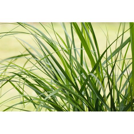Rosablühendes Garten-Pampasgras 'Rosea' Cortaderia selloana 'Rosea' TB 11