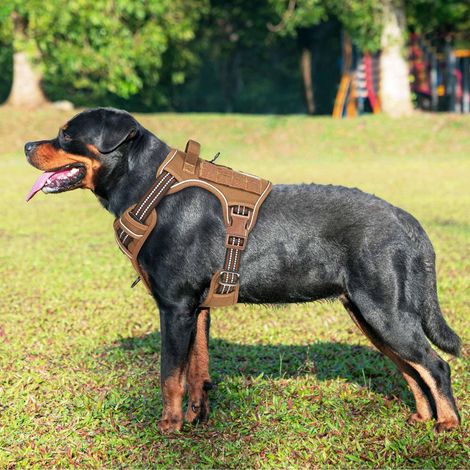 Harnais tactique pour chien avec laisse - Ensemble robuste réglable pour dressage et promenade (1/5)