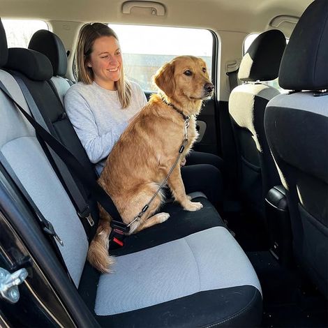 Extension de Ceinture de Sécurité Voiture pour Chien, Compatible avec Tous Les Chiens, Résistante aux Morsures avec Fil d'acier, Accessoire Indispensable pour Les Déplacements (1/4)