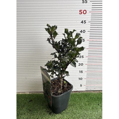 PIANTA DI ILEX in vaso quadrato (foto reali)