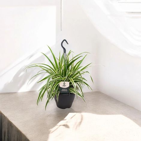 Gardenaria Chlorophytum comosum 'Vittatum' - Pianta da interno ornamentale - Altezza: 50 cm (vaso 14) (1/5)