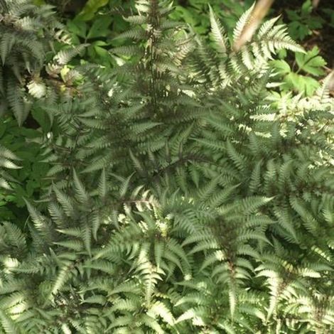 Fougère femelle niponicum var. pictum/Godet