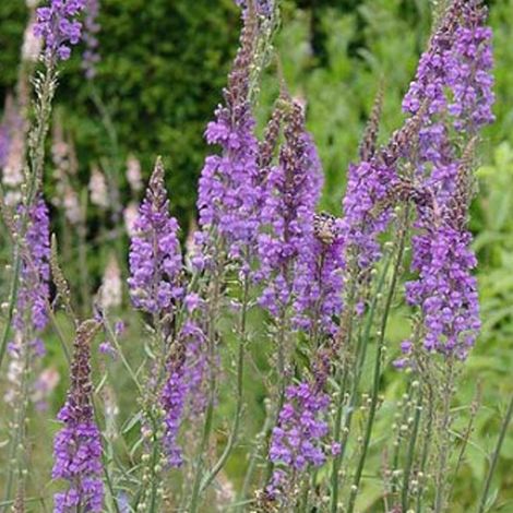 4 x Linaire pourpre - Linaria purpurea  - godet 9x9 cm (1/4)