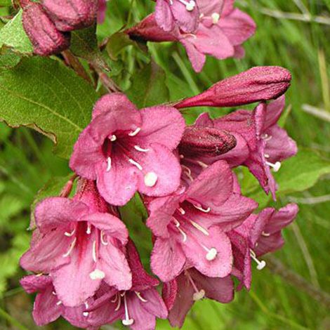 Weigela florida 'Victoria' - 50-60 cm pot (1/5)