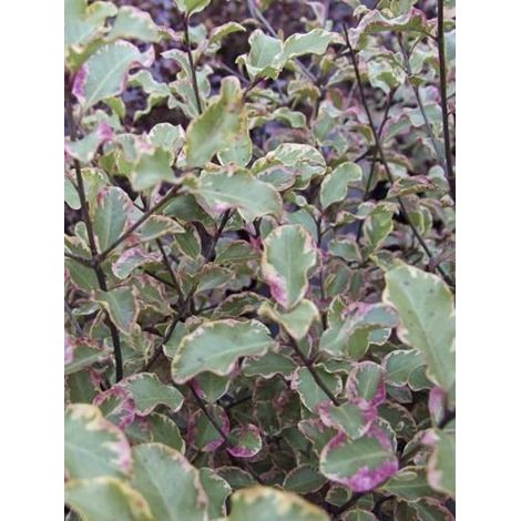 Pittosporum à petites feuilles 'Victoria' Pot de 4L/5L (1/3)