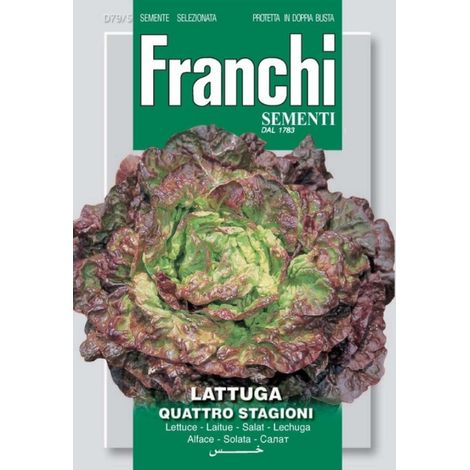 SEMI LATTUGA QUATTRO STAGIONI 79/5 (1/2)