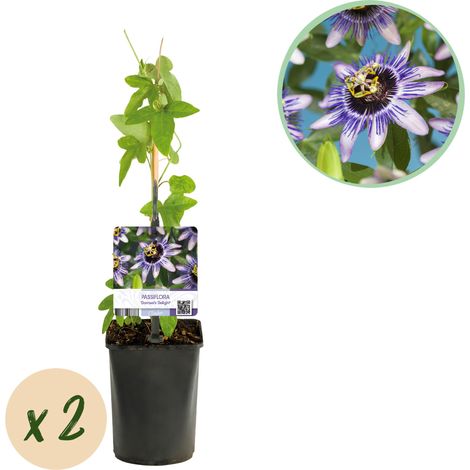 Lot de 2 Passiflores Damsels Delight - Plante Grimpante Fleurs Violettes et Blanches - Pot 11 cm 40 cm - PANGIVO (1/4)