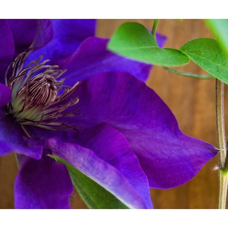 Gardenaria Clematis 'The President' - Pianta rampicante ornamentale da esterno - Altezza: 100/125 cm (vaso19) (1/3)