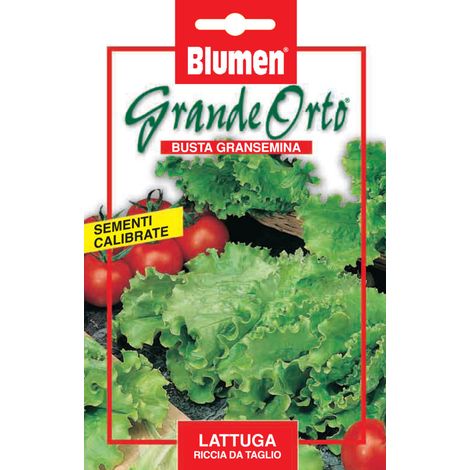 SEMI LATTUGA RICCIA DA TAGLIO MAXI BLUMEN
