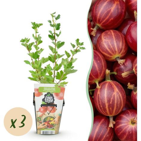 Groseillier à Maquereau Hinnonmaki Rod Lot de 3 Plantes Fruitières Baies Rouges Pot 9 cm - PANGIVO (1/5)