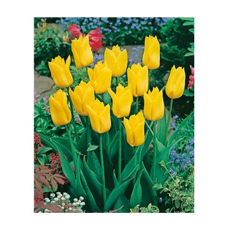 TULIPE STRONG GOLD - 10 BULBES