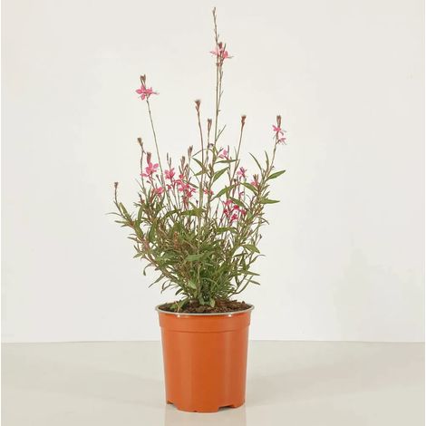 Gaura fior di orchidea "Gaura Oenothera Lindheimeri" graminacee ornamentali pianta in vaso  14 cm