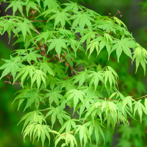 Érable palmé Dissectum - Acer palmatum dissectum 40 cm
