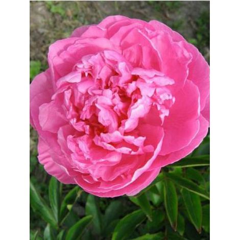 Pivoine de Chine 'Alexander Fleming' Pot de 3L/4L