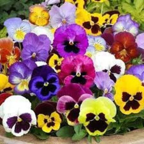 Stiefmütterchen, 500 Stück – Zweifarbige Blumen – Für den Garten