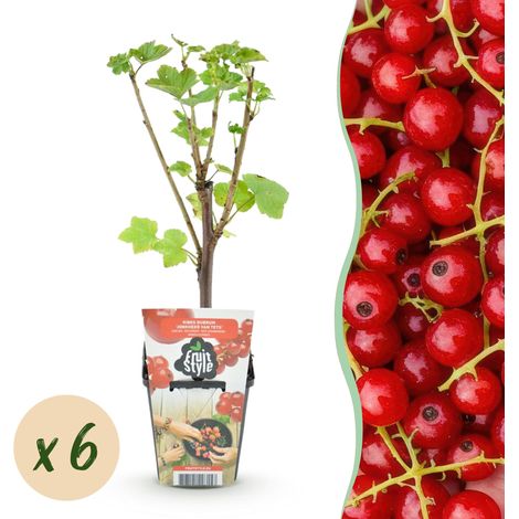 Groseillier à Grappes Ribes rubrum Jonkheer van Tets - Lot de 6 Plantes Fruitières - Pot 9 cm - PANGIVO (1/5)