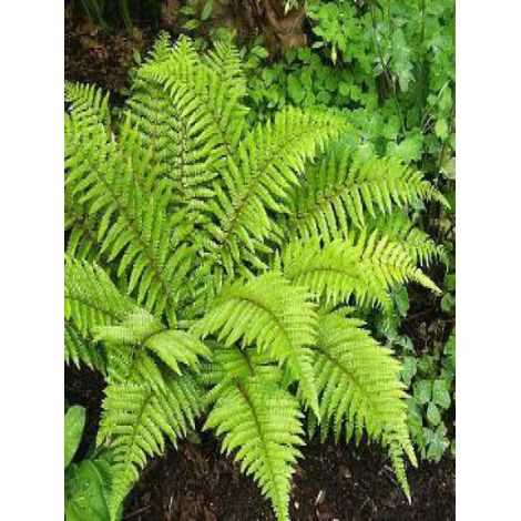Aspidie du japon, Pattes d'ours Pot de 2L/3L