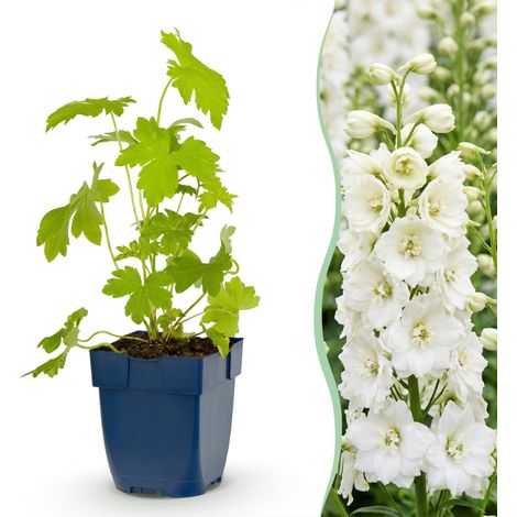 Pied-d'alouette Delphinium Galahad Plante Vivace Mellifère Blanche Lot de 24 Pot 11cm - PANGIVO (1/5)