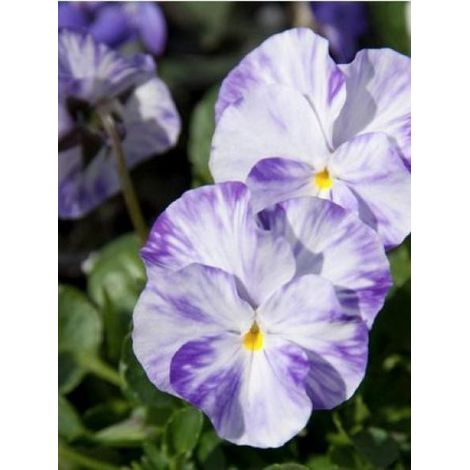 Violette, Pensée 'Columbine' Godet de 8/9 cm (1/2)